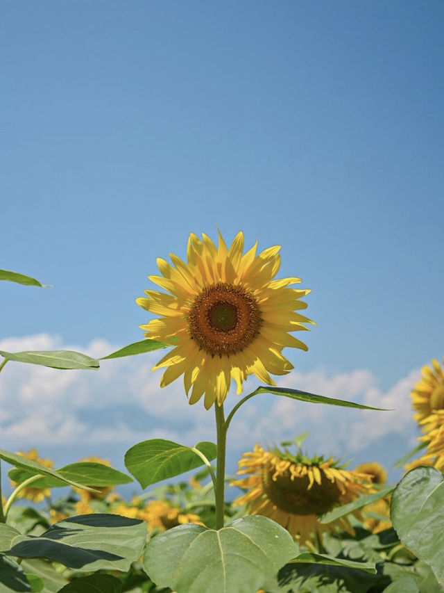 山梨の人気ひまわりスポットをご紹介🌻