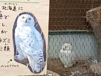 旭川巴士2日遊-常磐公園，旭山動物園