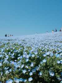 Uminonakamichi Seaside Park | Fukuoka