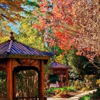 Dandenong Ranges (Day Trip)