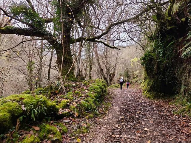 Secret Forest Vibes in Galicia