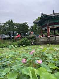 우아한 연꽃