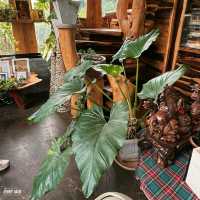 #คาเฟ่วิวภูเขา #เที่ยวเขาใหญ่ #คาเฟ่กลางหุบเขา
