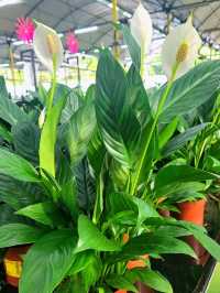 Green Nook & Golden Arches: Far East Flora by Ridout Tea Garden