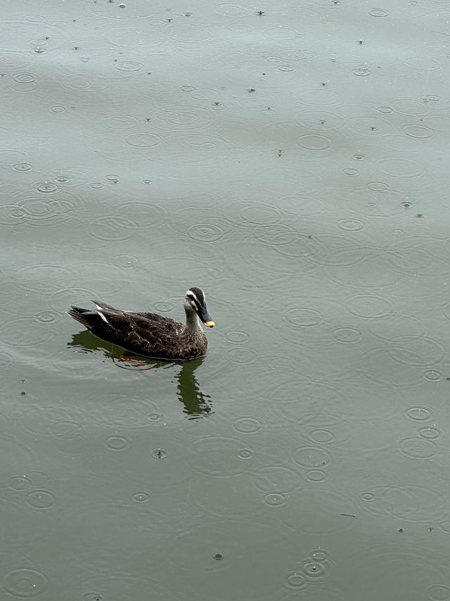 West Lake: Hangzhou: Where Poets, Emperors & Mist Crowned Hills Paint Paradise