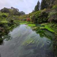 Te Waihou Walkway – New Zealand’s Hidden Gem of Crystal Waters 