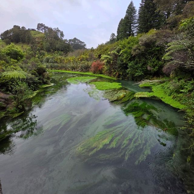 Te Waihou Walkway – New Zealand’s Hidden Gem of Crystal Waters 