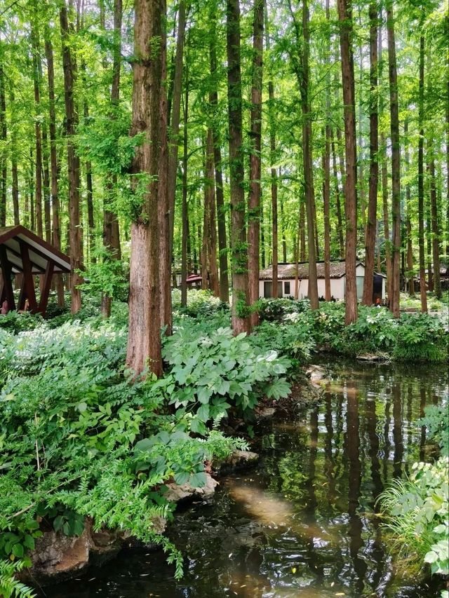 Skip the Crowds: Discover Quyuan Fenghe