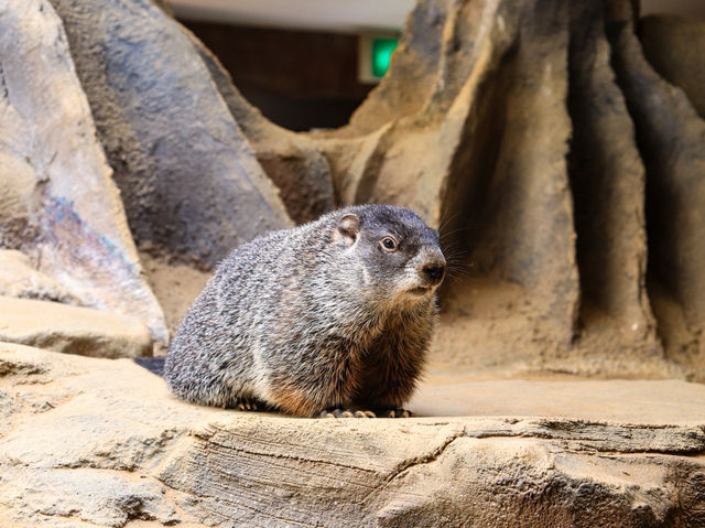 【栃木県】 那須の雄大な自然に暮らす動物たちの王国『那須どうぶつ王国』