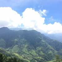 雲林古坑・五元兩角｜竹林祕境輕旅行