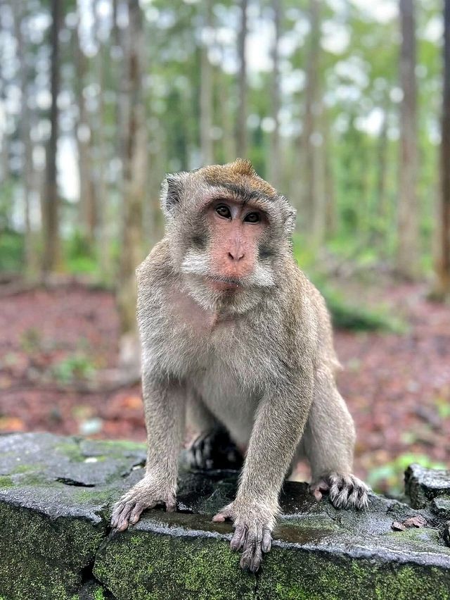 Sangeh Monkey Forest – A Peaceful Jungle in Bali