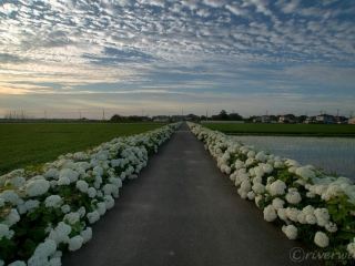 [Saitama] Kazo's unexpected hydrangea spot! "Kisai Hydrangea Road"