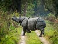 🇳🇵 Chitwan National Park: Into the Wild Heart of Nepal