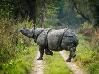 🇳🇵 Chitwan National Park: Into the Wild Heart of Nepal