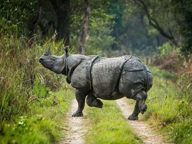 🇳🇵 Chitwan National Park: Into the Wild Heart of Nepal