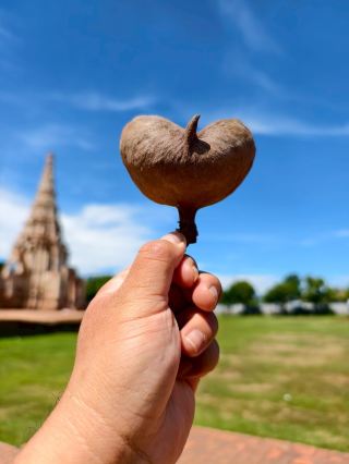 Ayutthaya 1 Day 1 Night – Old Bricks, Strong Sun, Adorable Giraffes, and Rare Red Pandas 🧡

This trip had no fancy plans, no advance bookings.
Just a couple of friends, a car, a cell phone camera, and the desire to get out and enjoy the sunshine.

So, we drove to Ayutthaya easily, without much thought.
But what we ended up with was more memories than we expected.

⸻

☀️ Morning: Wat Chaiwatthanaram & Lisa Corner

We started at Wat Chaiwatthanaram, one of the most sacred and cool temples in Ayutthaya.
The sun was blazing, but we were still in the mood. We walked around and took photos until we finally got the coveted "Lisa Corner".
Just sitting on the old bricks and casually glancing at the camera gave us the feeling of being on a YG poster.

As we were walking, we happened to spot something fallen under a tree.
I picked it up...it turned out to be a dried heart-shaped sesame seed pod. 💛
I looked up at the clear sky behind me, and saw an old temple.
At that moment, I realized that sometimes "happiness" isn't luxurious. It's right there in front of us... if we dare to look.

⸻

🏯 Next Temple: Lop Tha / Phra Ram / Worachet

Next, we walked to three more temples slowly and without rushing.
• Lop Tha Temple — Quiet and peaceful, like a temple that understands us.
• Phra Ram Temple — Open, clear skies, and incredibly beautiful photos.
• Worachet Temple — The quietest, hottest, and most sacred temple.

Every temple has bricks, light, and shadows, and there's a moment that truly slows us down.

⸻

🦒 Afternoon: Meet giraffes (and other rare creatures)

This afternoon, we changed our minds and encountered some incredibly cute creatures at SRIAYUTTHAYA LION PARK.

They have:
✔️ Giraffes politely waiting for carrots.
✔️ Lions, tigers, polar bears, and black bears.
But the highlight was...

🐾 A live "Red Panda".

They're not naughty. She wasn't naughty or showing off at all. She just lay there.
But she was so cute that everyone gathered around her to take photos.
She's truly rare, and you don't see her in every zoo.
Fluffy fur, a full tail, and bright eyes, like a living cartoon character.
Seeing her made my heart flutter. 💛

⸻

🏨 Evening: Check in to S3 Ayutthaya

Tired...so I stayed at S3 Ayutthaya Hotel.
The accommodation was simple but clean, with cool air conditioning and a soft bed.
Woke up to a cafe where I could enjoy a cup of coffee before heading home.

⸻

📸 Summary of memories from this trip:
• Taking photos with old bricks like Lisa.
• Seeing a heart-shaped tusk that made me smile.
• A giraffe poked its head in.
• Seeing a red panda lying there, melting my heart.
• Coming back with over a thousand photos on my camera, and memories that haven't disappeared.

⸻

💬 Boyish summary:

This trip wasn't much,
but there was something I could feel.
It was light, but full. It was simple, but not empty.
Just one day that made me realize...
Just getting out in the sun, walking, and laughing with friends.
It's like I've recharged for the whole week.

⸻

📌 #Ayutthaya
📌 #SriayutthayaLionPark
📌 #RedPanda, not everywhere
📌 #HeartShapedSesamePod
📌 #Lisa'sCornerThatBoyCanTakePhotosOf
📌 #OneDayOfEnjoyableTravel
