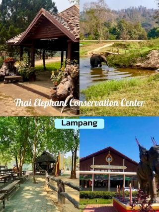 🐘💦Lampang doesn't just have horse-drawn carriages, but also has elephants bathing.