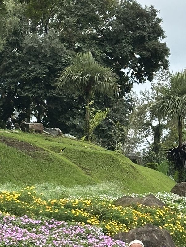 🌸🏞️ ดอยตุง เชียงราย – ธรรมชาติ งดงาม และอบอุ่นใจ