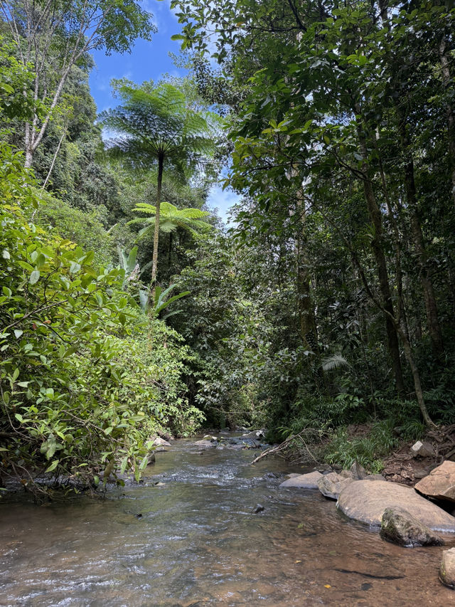 ケアンズ🇦🇺 アサートン高原の滝めぐり🌳💦