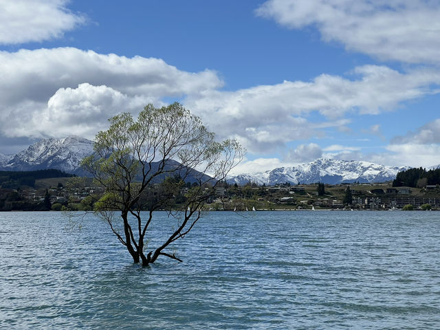 紐西蘭旅遊有景點—  《孤獨卻浪漫的身影：That Wānaka Tree》 🌳💧 