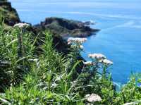 滿山花香 走一趟「花之浮島」