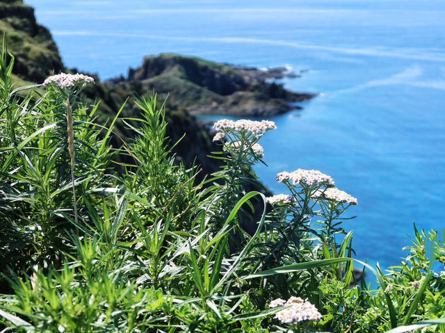 滿山花香 走一趟「花之浮島」