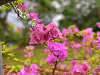 Bougainvilaa Trail Putrajaya – A Colorful Escape for Nature Lovers
