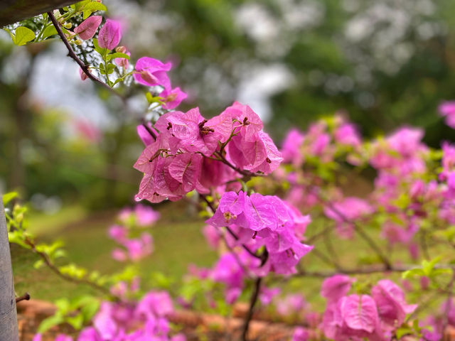 Bougainvilaa Trail Putrajaya – A Colorful Escape for Nature Lovers