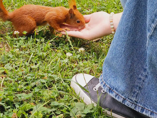 【緑と芸術が調和する癒しの空間】ワジェンキ公園🌳🎶 【緑と芸術が調和する癒しの空間】ワジェンキ公園🌳🎶