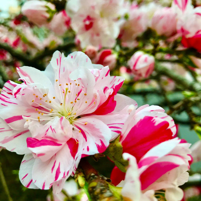 🌸都心の隠れ花見スポット：モモと桜が重なる早稲田鶴巻町🌸