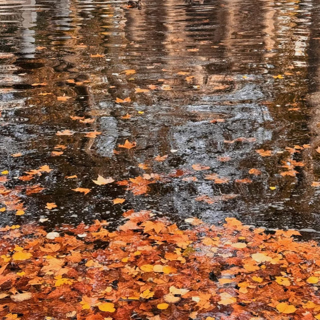 🍁 Autumn in Paris | Gentle Moments at Jardin du Luxembourg