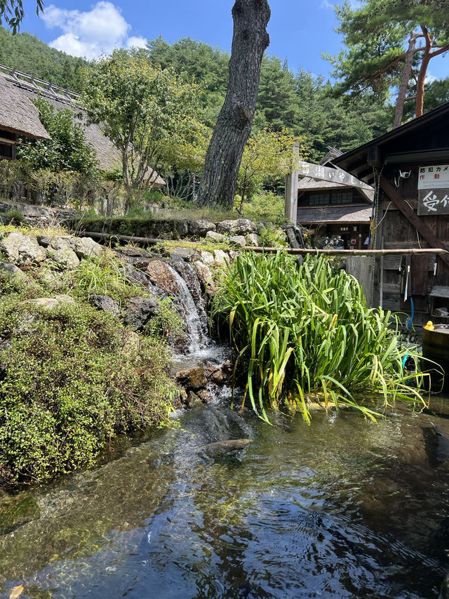 🌸 From Tokyo Streets to Fuji Peaks: A Journey to Remember 🇯🇵
