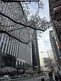 2025.03.28 櫻花季東京獨旅五天四夜行程 p6 第四天行程大公開(4.東京車站一番街)