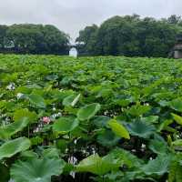 杭州西湖曲院風荷木棧橋賞花