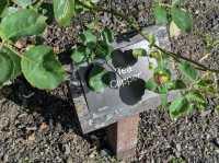 Dunedin Botanic Garden