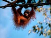 Semenggoh Wildlife Centre - Malaysia 