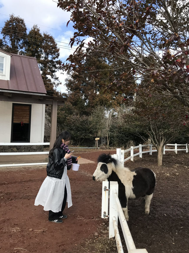 🐐 제주 ‘갈갈팜랜드’ — 동물 먹이주기 체험 🐐 제주 ‘갈갈팜랜드’ — 동물 먹이주기 체험