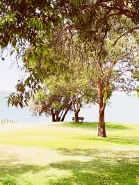🌳 UWA: Where Ancient Trees Frame Modern Education in Nature's Grand Amphitheater! 🎓
