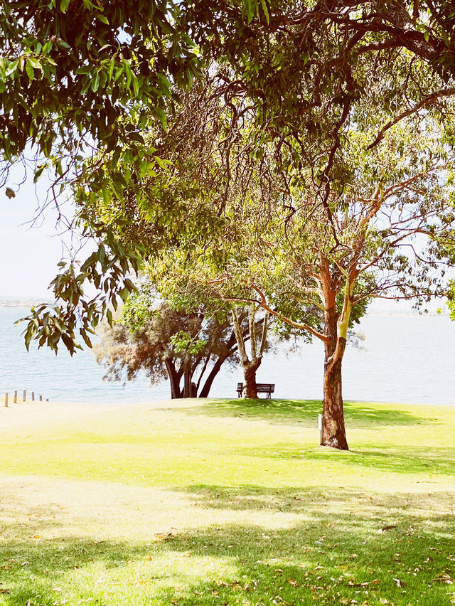 🌳 UWA: Where Ancient Trees Frame Modern Education in Nature's Grand Amphitheater! 🎓