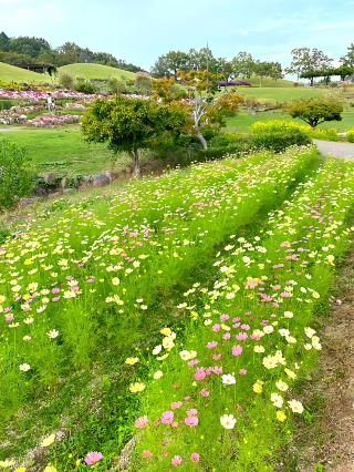 ┃Manno Town, Kagawa Prefecture┃Autumn-exclusive Cosmos Flower Field