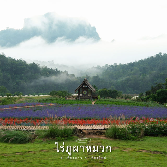 ที่พักกลางหุบเขาสุดชิล วิวสวนดอกไม้ ณ เชียงดาว  ที่พักกลางหุบเขาสุดชิล วิวสวนดอกไม้ ณ เชียงดาว