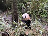 Side trip from Chengdu