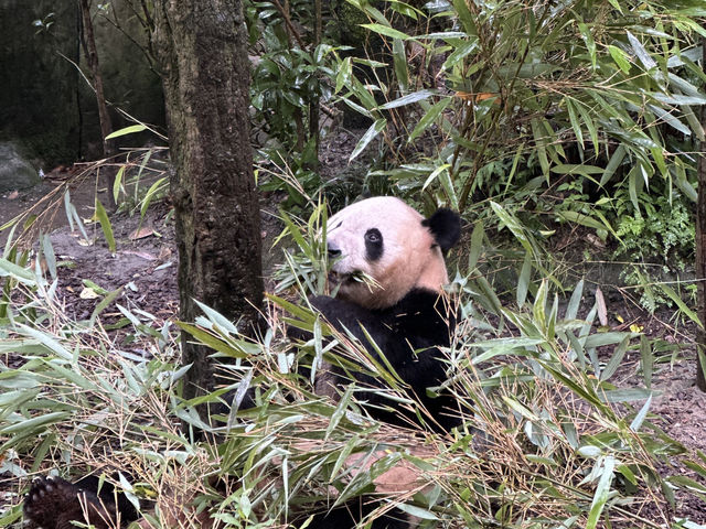 Side trip from Chengdu