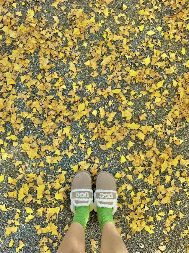 청주 단풍 명소 국립청주박물관✨