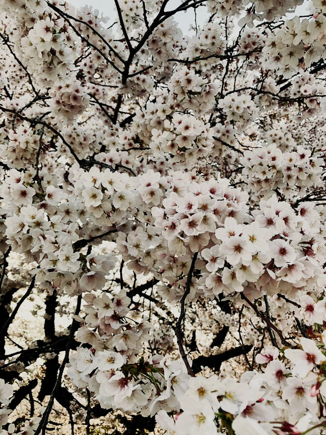  🌸 Sakura Dreams in Tokyo: A Springtime Escape 🌸