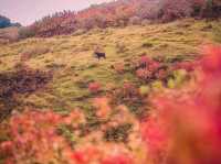 🍁 Mount Wakakusa – Autumn’s Deer Paradise Above Nara 🌄🦌