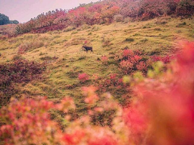 🍁 Mount Wakakusa – Autumn’s Deer Paradise Above Nara 🌄🦌