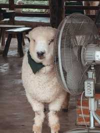 Chiang Mai 5 Days Itinerary