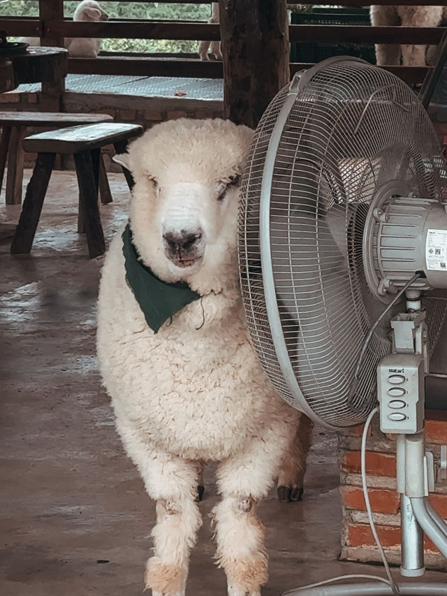 Chiang Mai 5 Days Itinerary