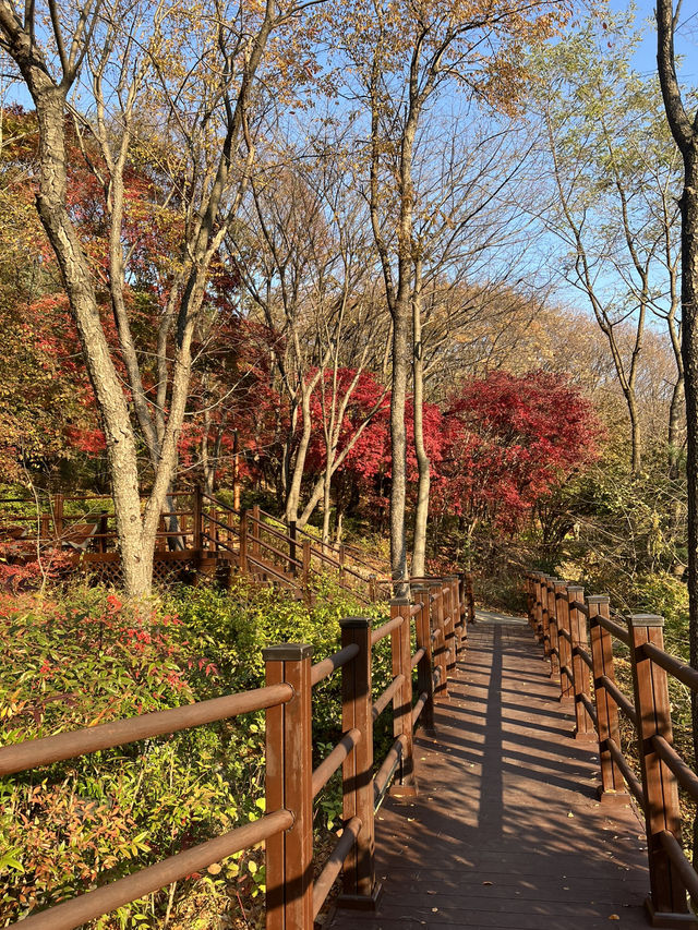 🌿걷기 좋은 아차산 산책로